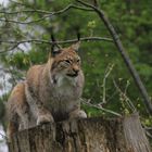 Luchs