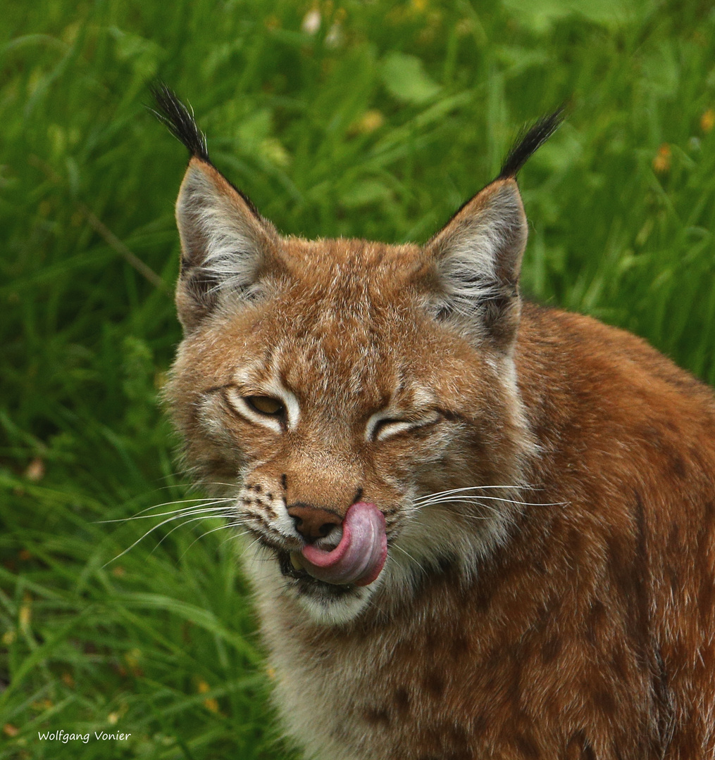 Luchs