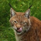 Luchs