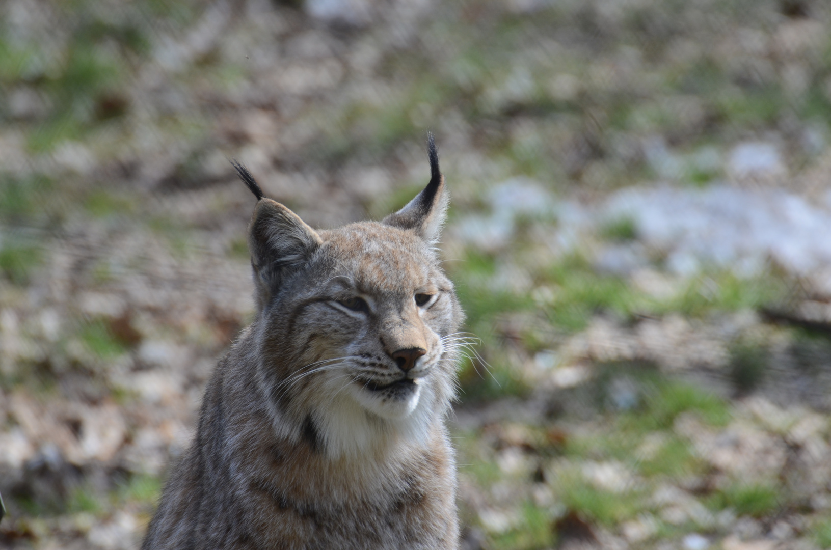 Luchs