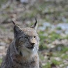 Luchs