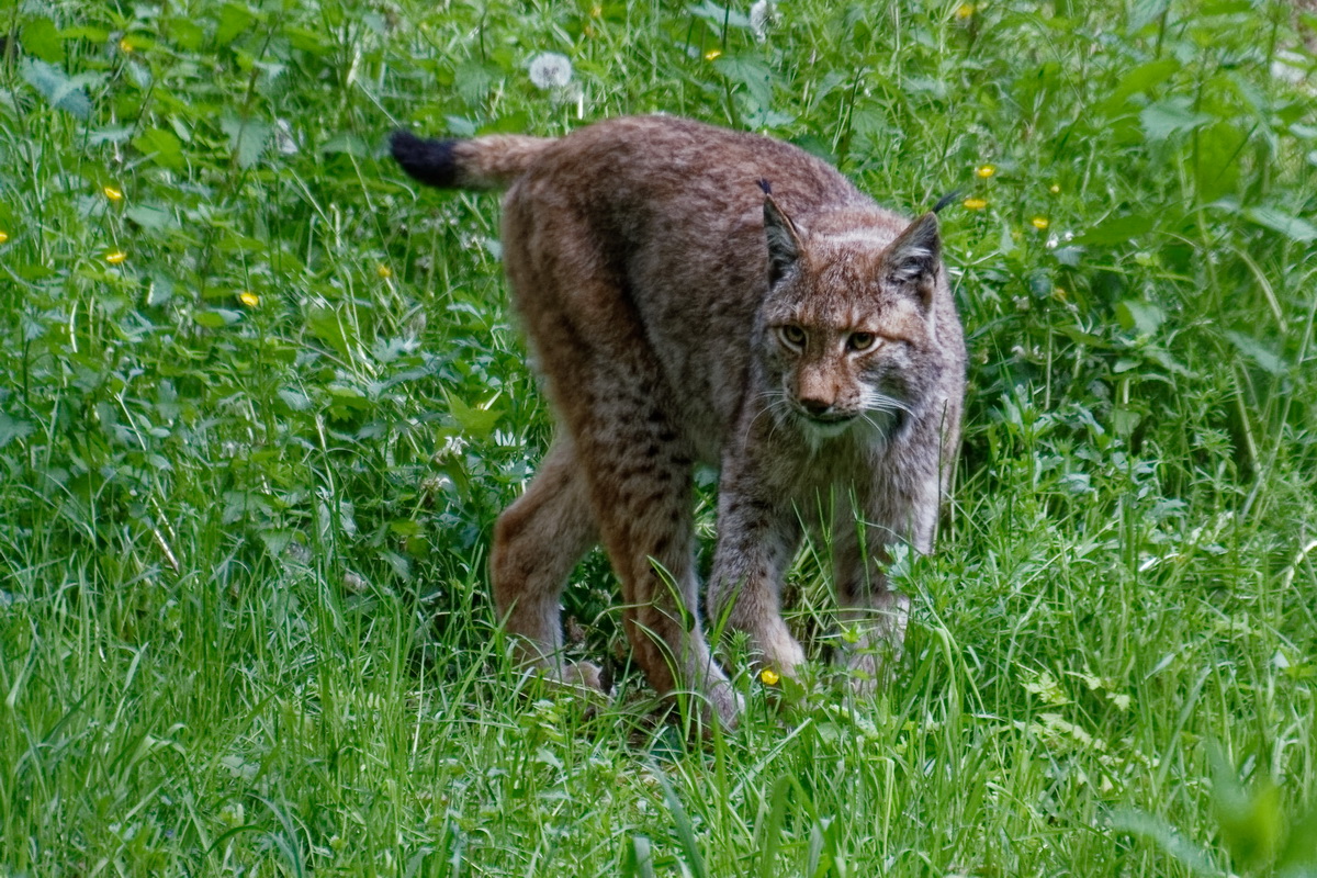 Luchs