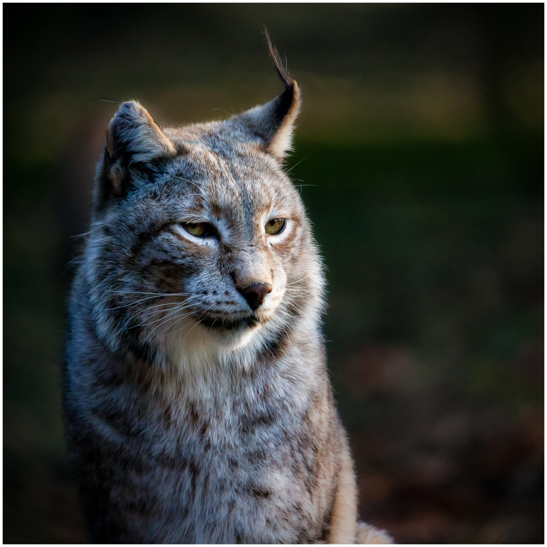 Luchs