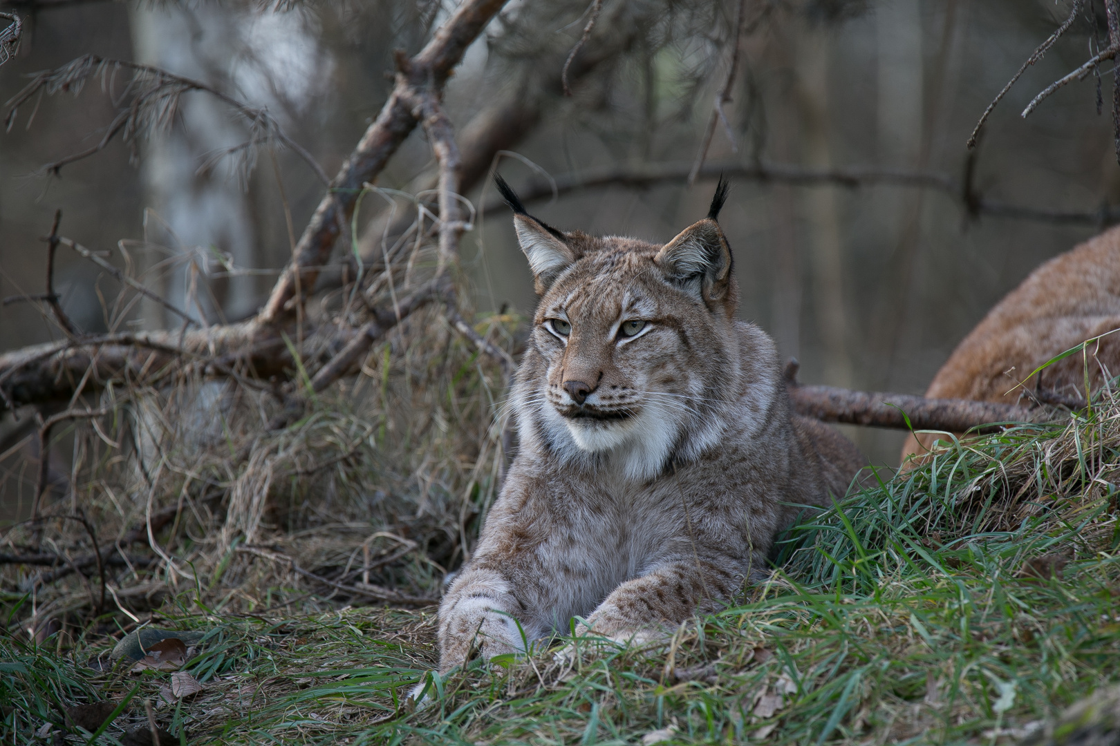 Luchs..