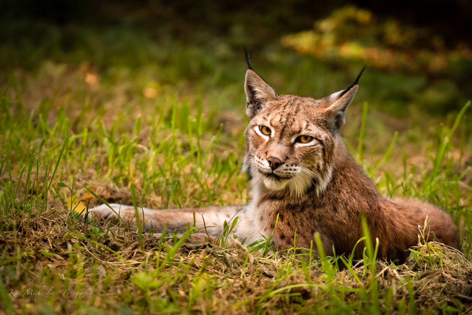 Luchs