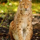 Luchs 