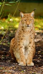 Luchs 