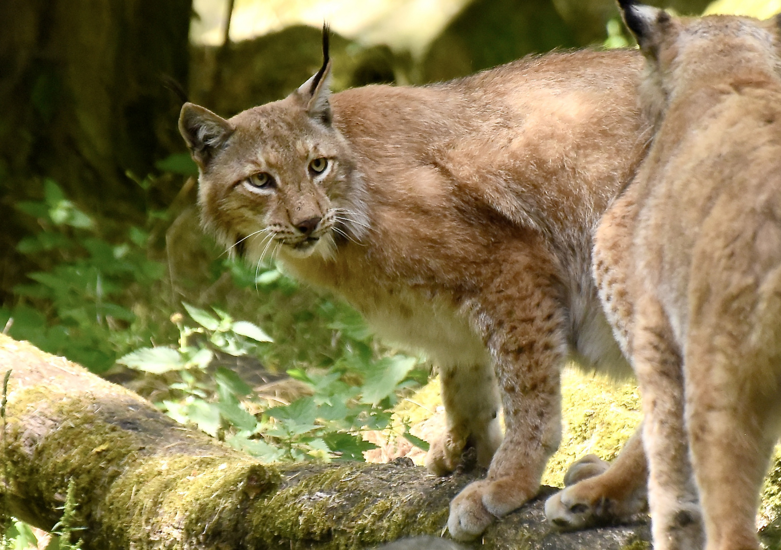 Luchs Foto & Bild natur, tiere, raubkatze Bilder auf