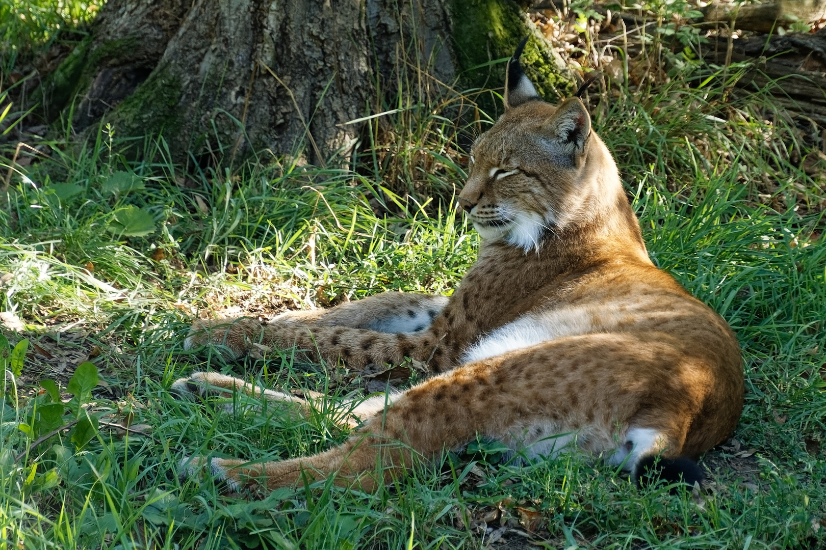 Luchs