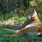 Luchs