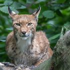 Luchs