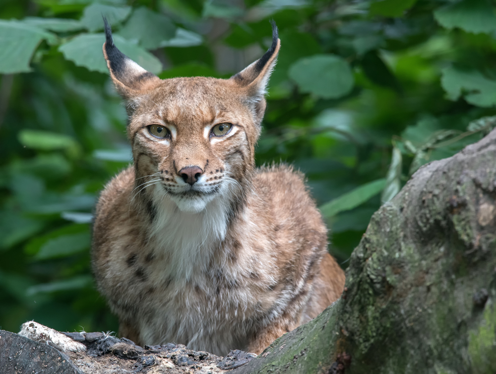 Luchs