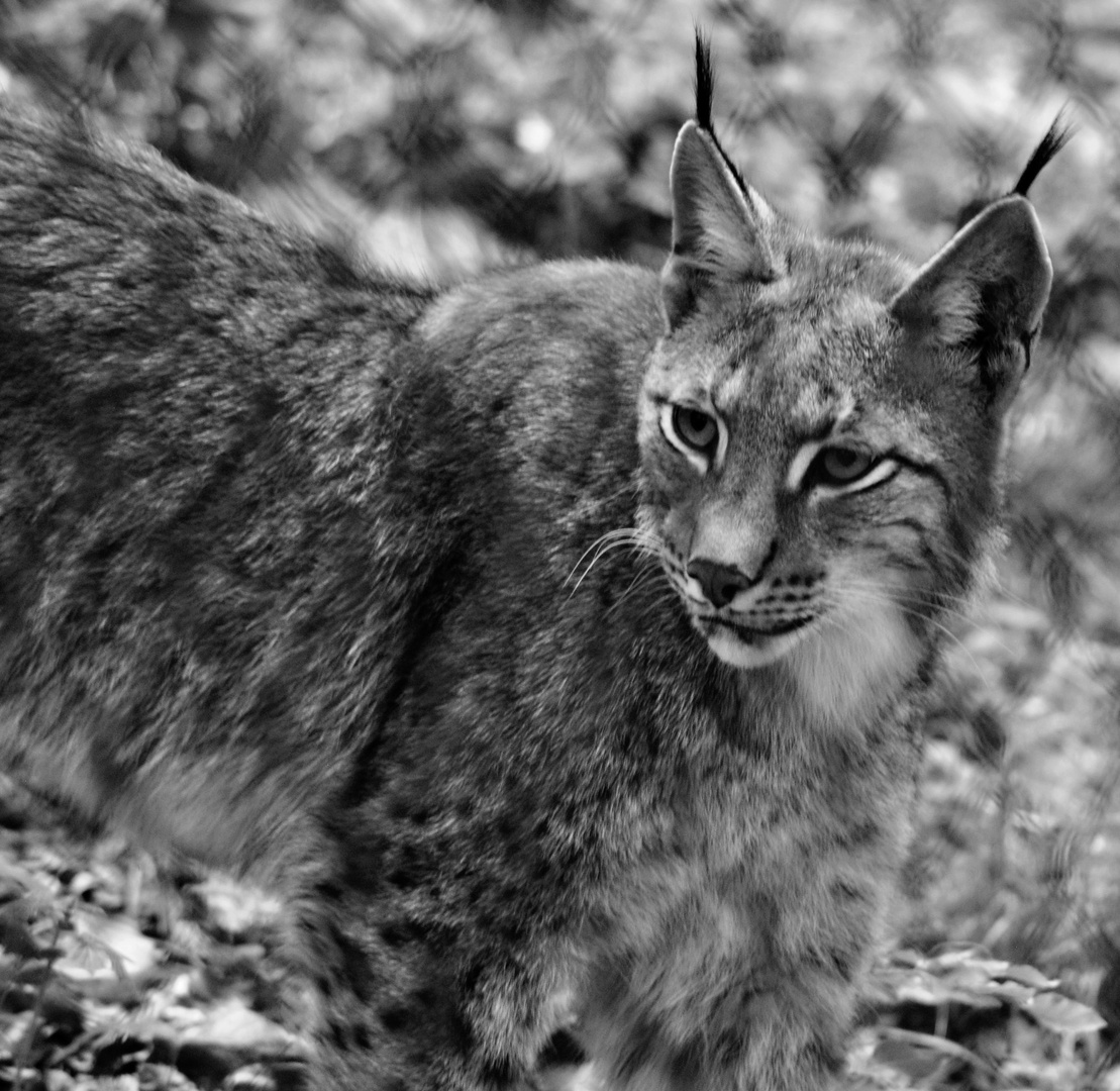 Luchs