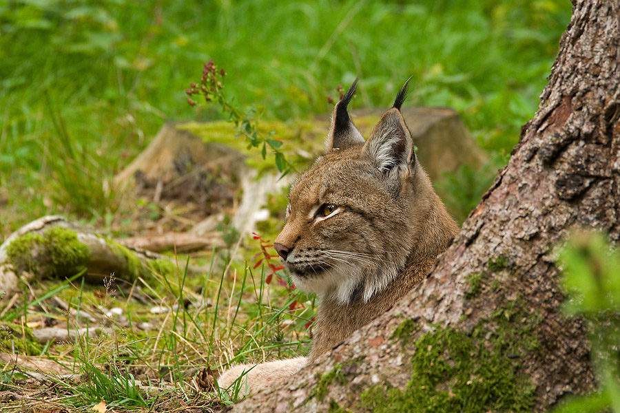 Luchs