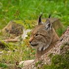 Luchs