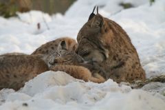 Luchs