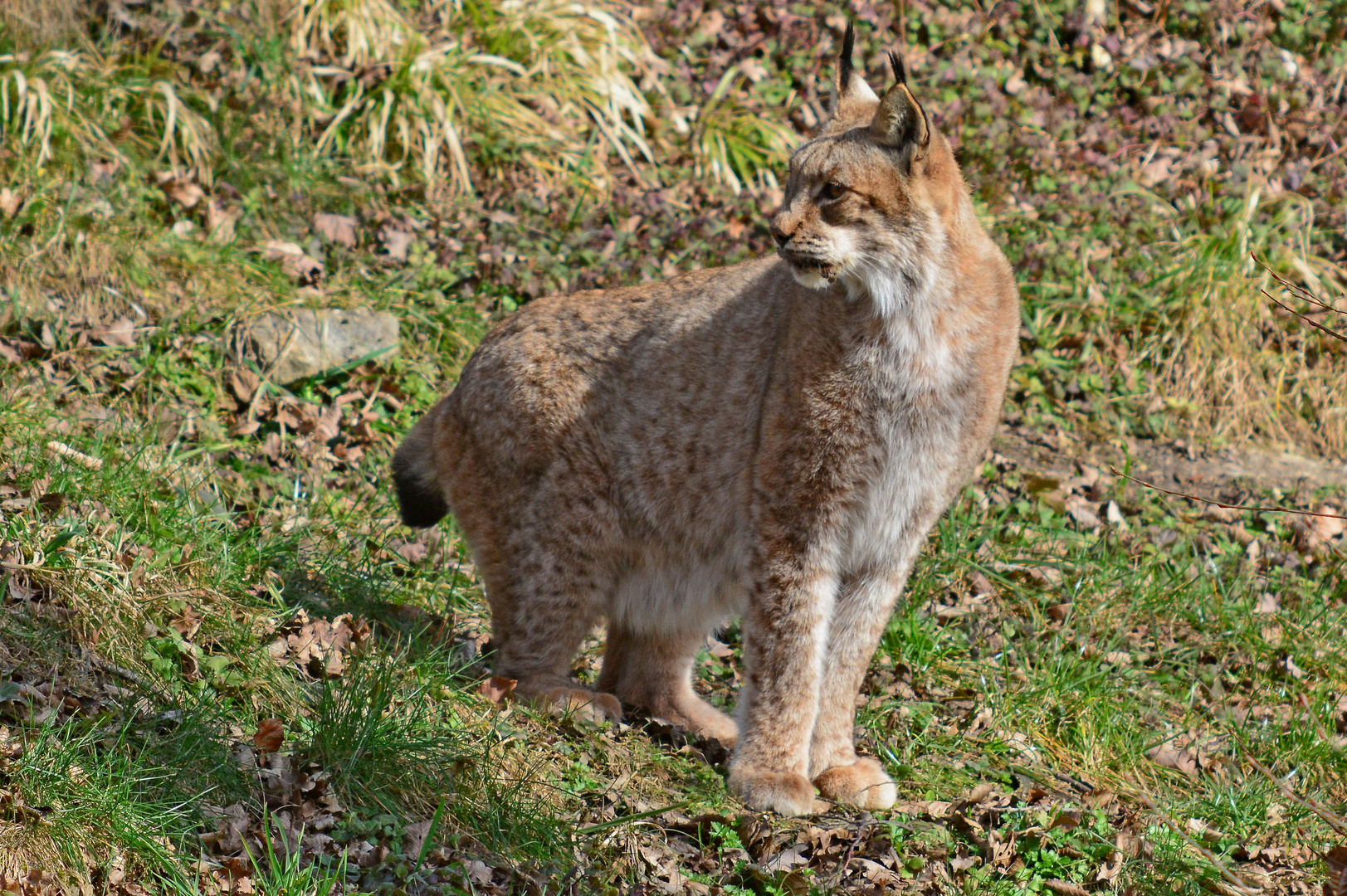 Luchs