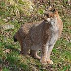 Luchs