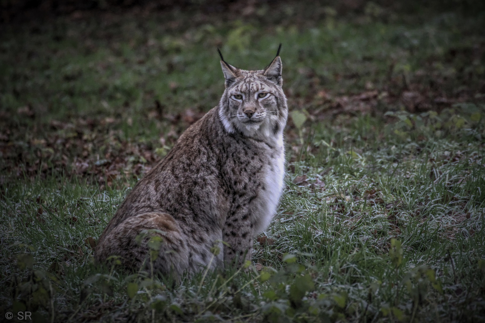 Luchs