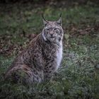 Luchs