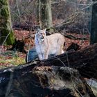 Luchs