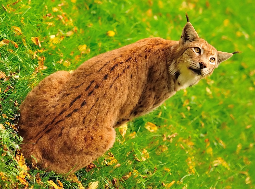 Luchs