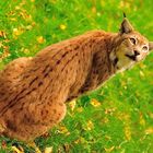 Luchs