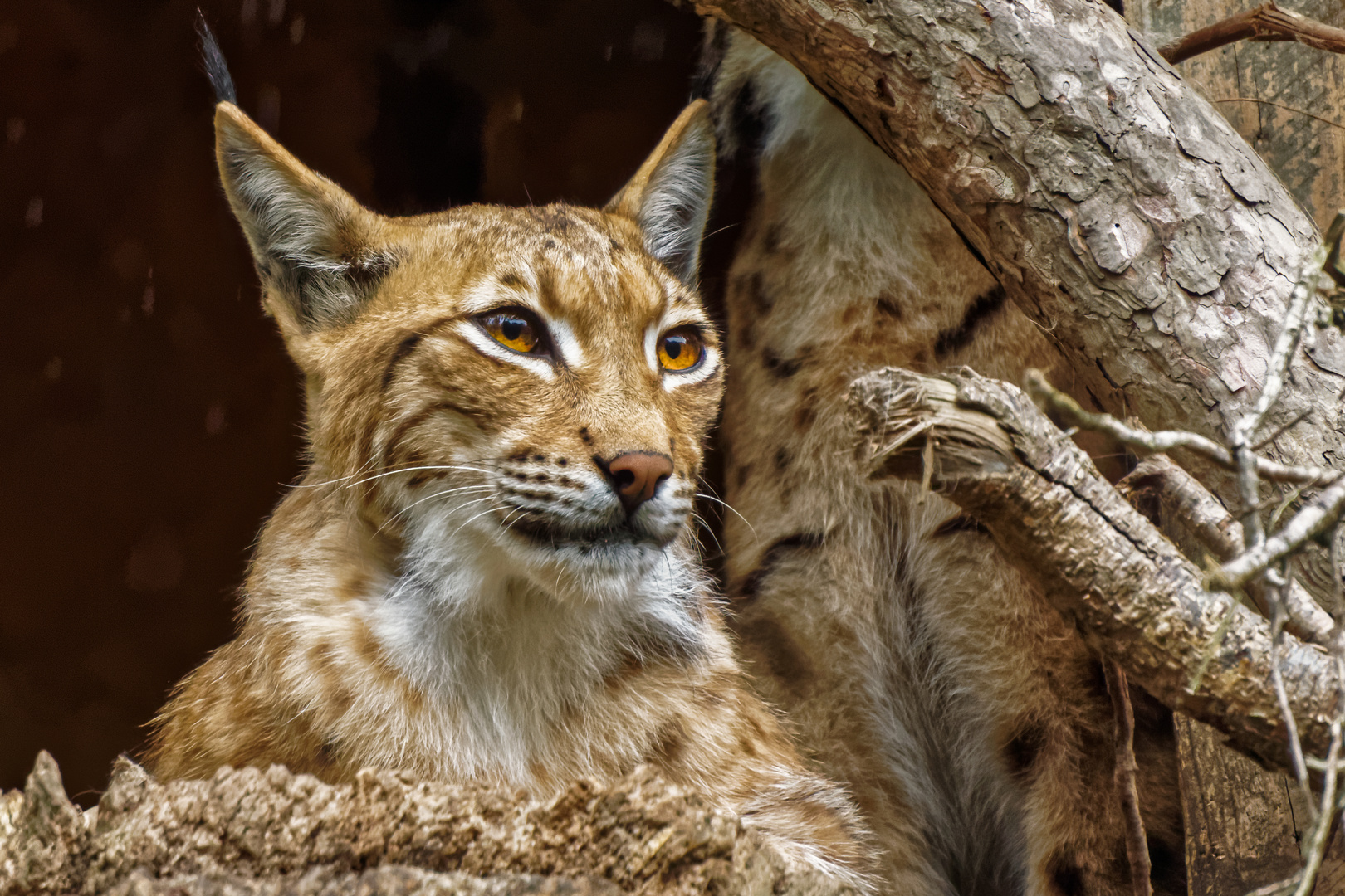 Luchs