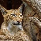 Luchs