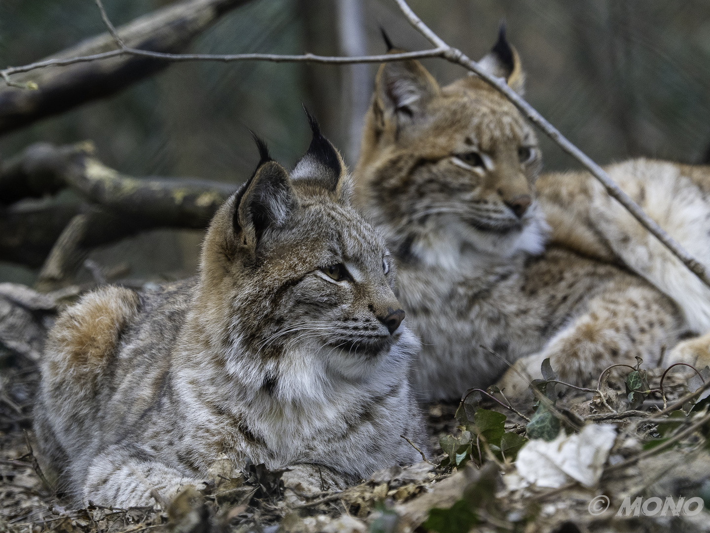 LUCHS