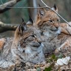 LUCHS