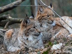 LUCHS