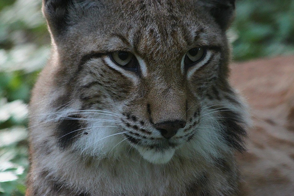 Luchs (1)