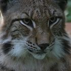 Luchs (1)