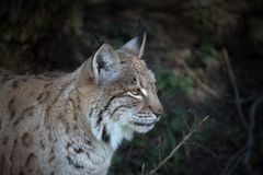 Luchs / 1