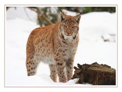 Luchs 1