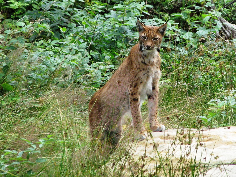 Luchs 1