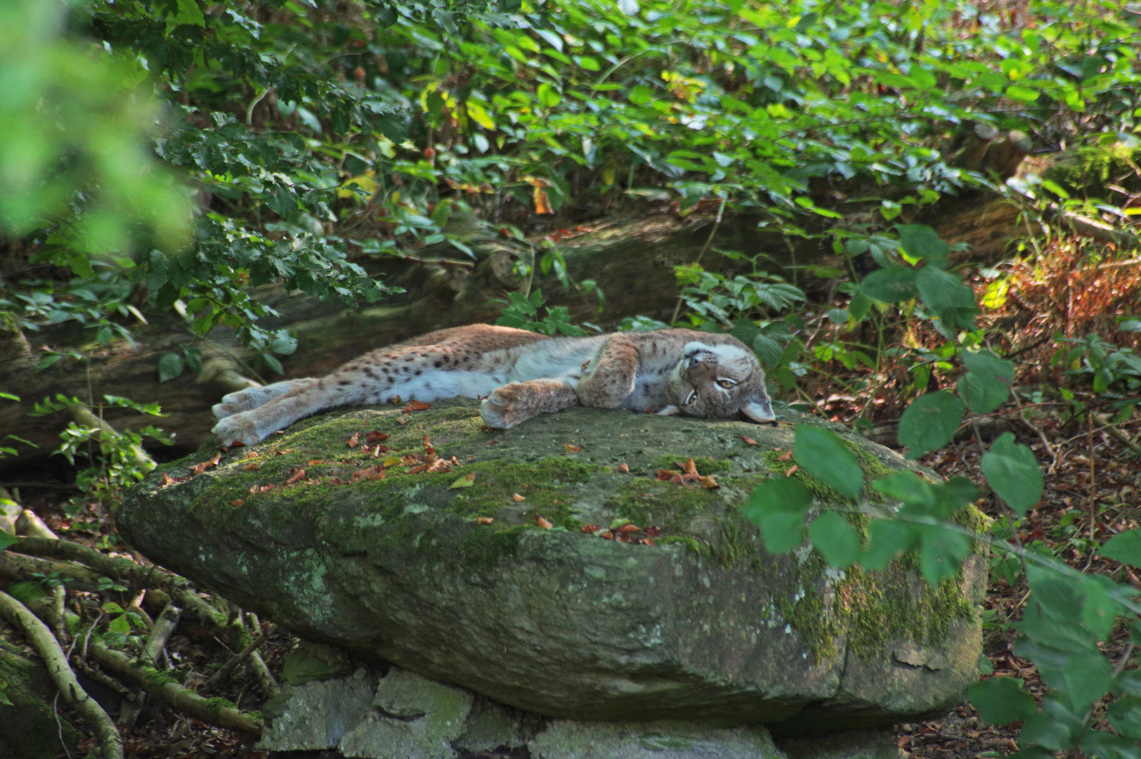 Luchs 1