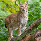 Luchs (1)