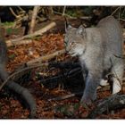 Luchs - 1