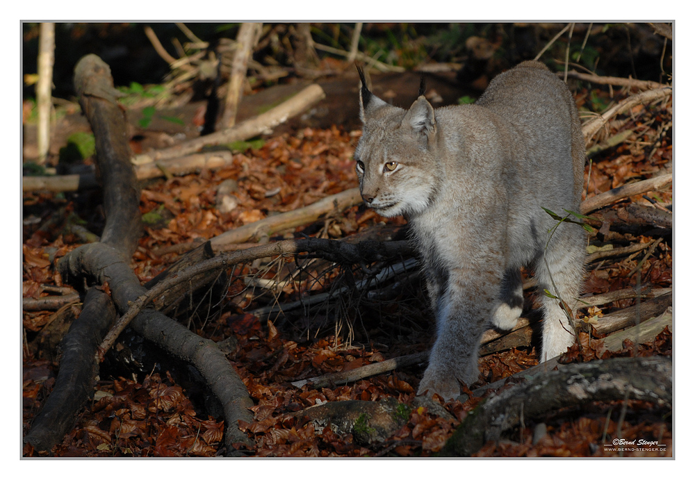 Luchs - 1