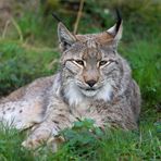 Luchs -1-