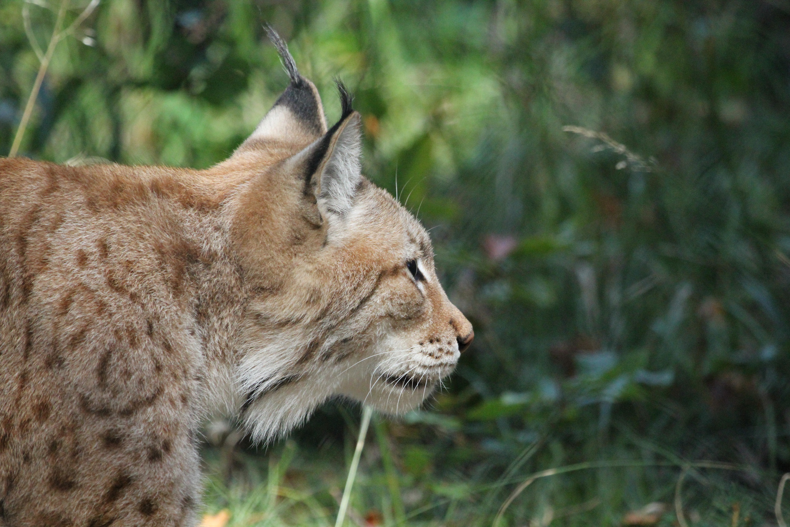 Luchs 1