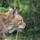 Luchs 1