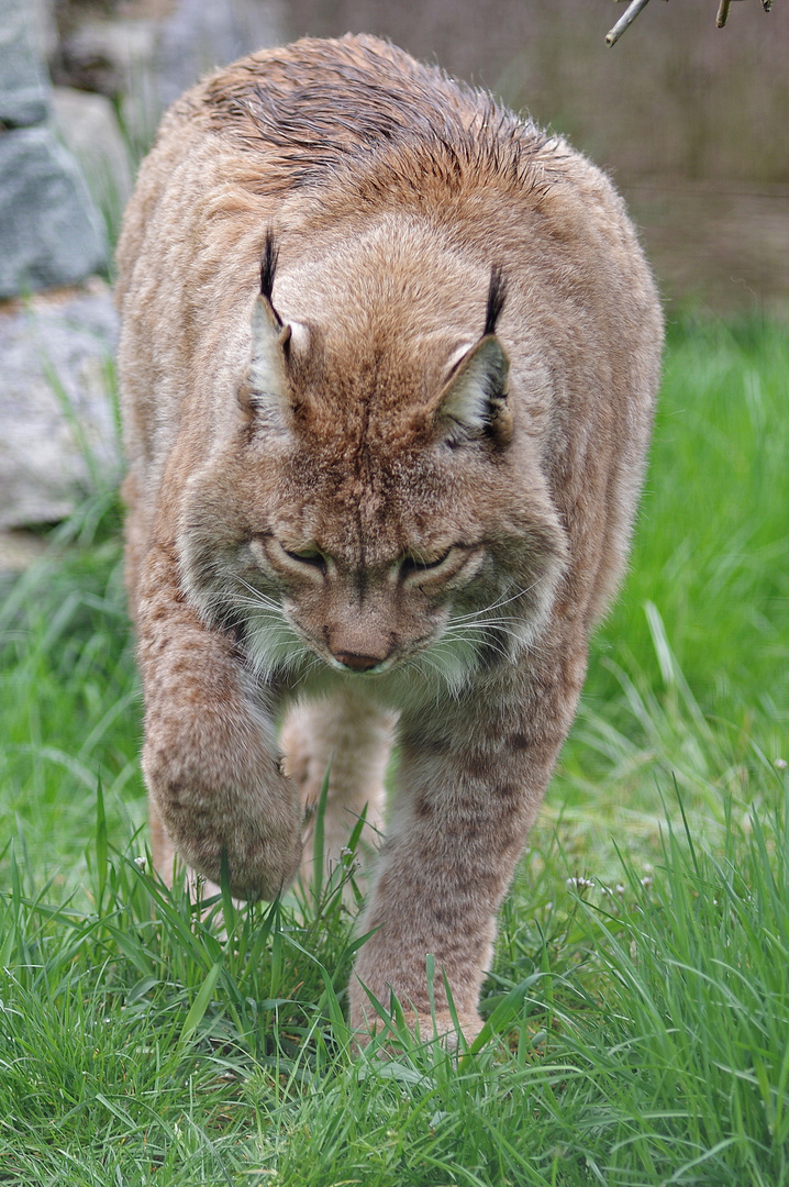 Luchs 1