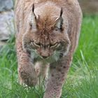 Luchs 1