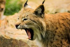 Luchs 1