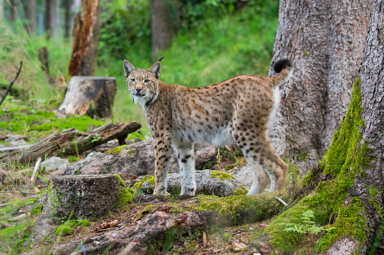 Luchs - 1