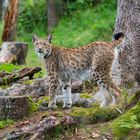 Luchs - 1