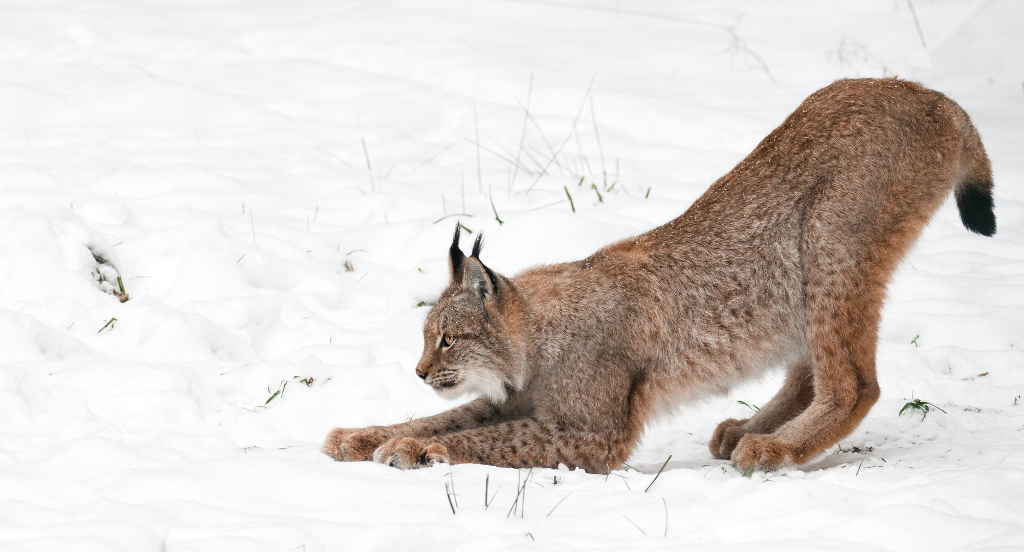 Luchs #1